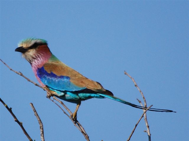 Lilac Breasted Roller.JPG